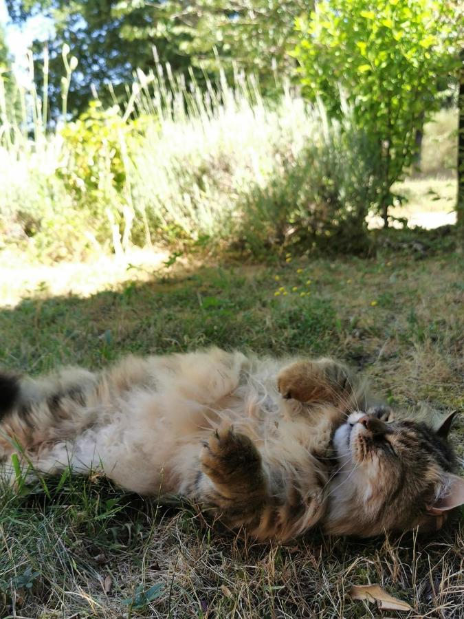 Quatre Chats Sous Un Pin Le Thoureil Exterior photo